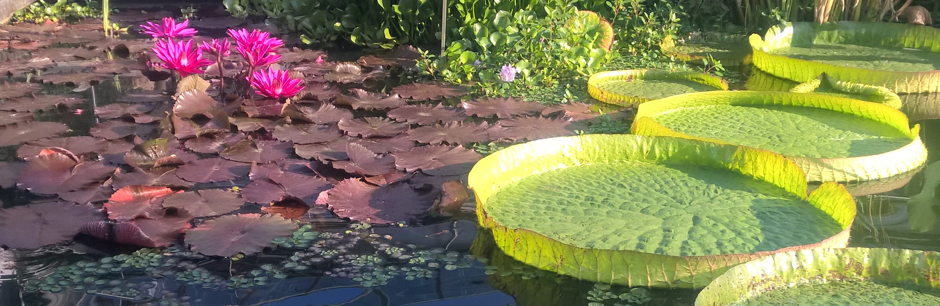 Home & Gardendesign Jamaica